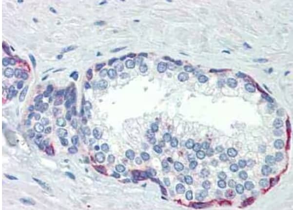 Immunohistochemistry PLEKHH2 Antibody - BSA Free
